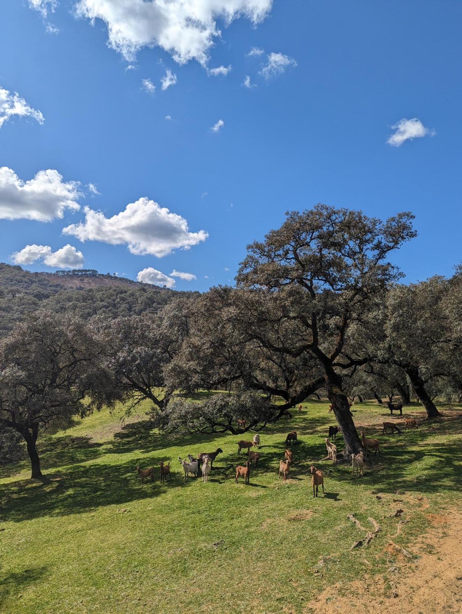 Finca Bravo Кортегана Екстериор снимка